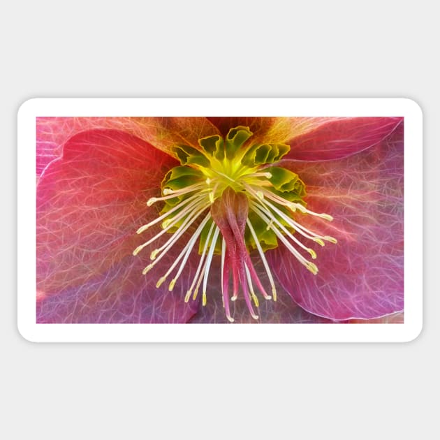 photographic closeup view of a single glowing vivid floral fantasy with delicate and intricate stamens against a black background Sticker by mister-john